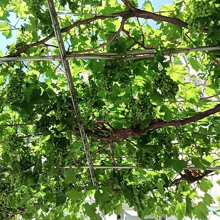 New! Terrazen - Free Car Parking * Split